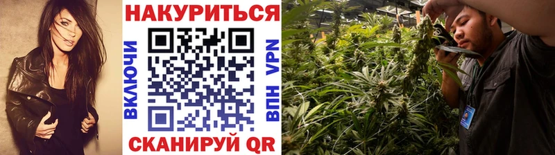 Канабис сатива  Сургут 